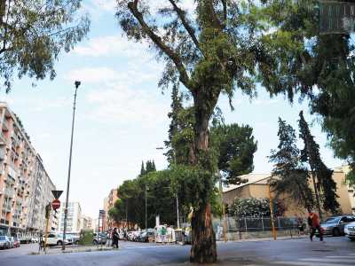 Anche il �famoso� eucalipto di via De Tullio, che dal Dopoguerra funge da spartitraffico naturale della strada, � stato aggredito dagli insetti...